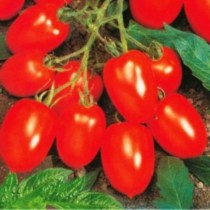 Насіння томат Червоний мисливець низькорослий