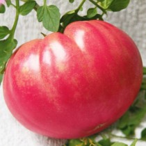Насіння томат Цукровий пудовичок середньорослий
