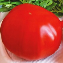 Насіння томат Сибірський гігант високорослий