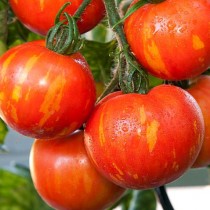 Насіння томат Фейєрверк високорослий салатний