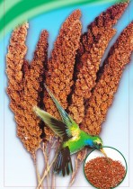 Семена чумиза (корм для птичек)