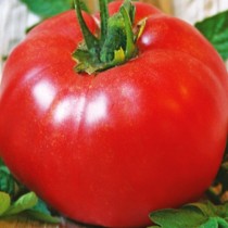 Семена томат Миллионер высокорослый гигантский