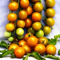 Семена томат Новогодний черри для длительного хранения