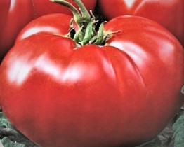 Семена профессиональные томат Брутус высокорослый гигант