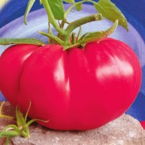 Насіння томат Цар-Колокол середньорослий гігантський