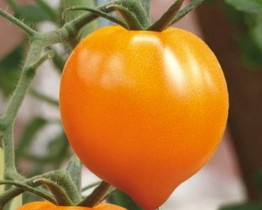 Семена томат Золотое сердце среднерослый