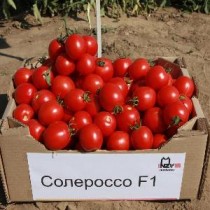 Семена профессиональные томат Солероссо низкорослый (Италия)
