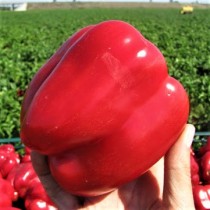 Семена перец Червоный Дывосвит сладкий (США)