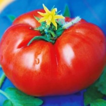 Семена томат Король гигантов высокорослый