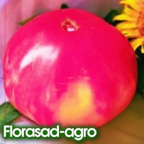 Семена томат Хамелеон-гигантеум 1 кг и выше