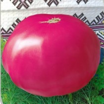 Насіння професійне томат Рожевий статус низькорослий (Японія)