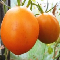 Семена томат Де Барао Царский оранжевый высокорослый