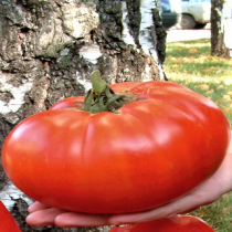 Насіння томат Російський розмір високорослий гігантський до 1500г