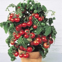 Семена профессиональные томат комнатный Балкони Ред