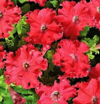 Семена профессиональные петуния Афродита бахромчатая лососевая