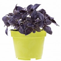 Семена профессиональные базилик Гранат комнатный фиолетовый