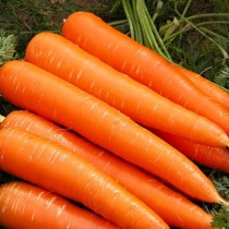 Семена морковь Император Лонг среднепоздняя (Голландия)