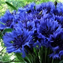 Семена василек садовый, синий