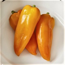 Семена перец Карпатия оранжевый сладкий