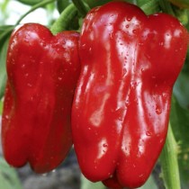 Семена перец Подарок Молдовы темно-красный сладкий