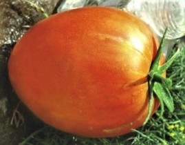 Насіння томат Сливка-гігант оранжева високорослий