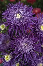 Семена профессиональные астра Си-Старлет фиолетовая