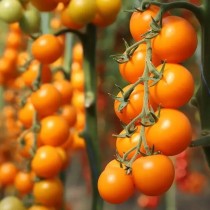 Семена профессиональные томат KS 1549 F1 высокорослый коктейльный (максипакет)
