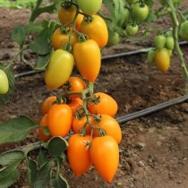 Семена профессиональные томат KS 1430 F1 высокорослый сливовидный