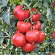 Семена профессиональные томат Абелус F1 RZ высокорослый
