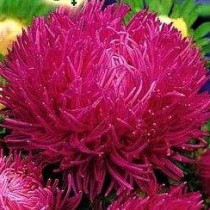 Семена профессиональные астра Дрегон темно-розовая (максипакет)