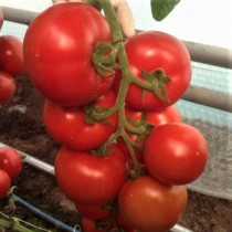 Семена профессиональные томат Зульфия F1 высокорослый