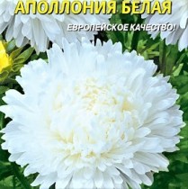Семена профессиональные астра Аполлония хризантемовидная белая