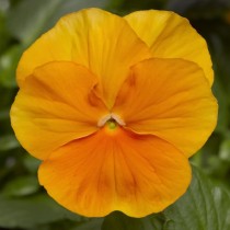 Семена профессиональные виола крупноцветковая Оранжевое чудо