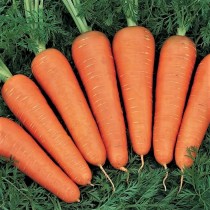 Семена профессиональные морковь Канада F-1 поздняя (максипакет)