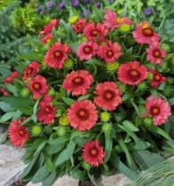 Семена профессиональные Гайлардия крупноцветковая Аризона красная с прожилками