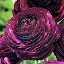 Семена Лютик tomer Purple