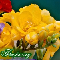 Семена Фрезия махровая Flowering Yellow (4 луков.) 