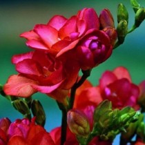 Семена Фрезия махровая Flowering Red (4 луков.) 