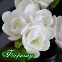 Семена Фрезия махровая Flowering White (4 луков.) 