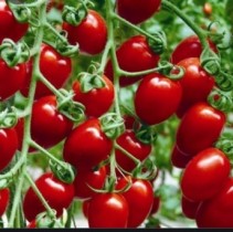 Насіння томат черрі червоний високорослий