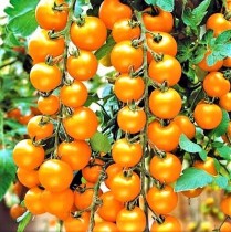 Семена томат черри желтый высокорослый