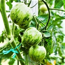 Семена томат Зебра белая высокорослый