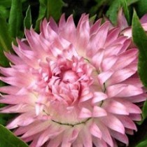 Насіння Геліхрізум Сріблясто-рожевий фламінго