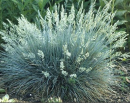 Семена кострица (серебряная трава) многолетняя Spiky сизая