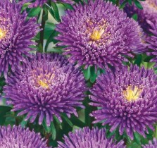 Семена профессиональные астра Арлекин фиолетовая
