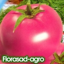 Насіння томат Дар Заволжя рожевий низькорослий (економпакет 500шт)