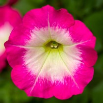 Семена профессиональные петуния ФотоФиниш (рамблин), ампельная розовое утро