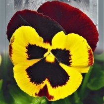 Семена виола крупноцветковая Швейцарский гигант желто-красная (0,1г)
