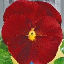 Семена виола крупноцветковая Швейцарский гигант скарлет (0,1г)