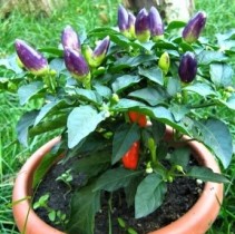 Семена Перец декоративный Пурпурная жемчужина комнатно-садовый (5 семян)